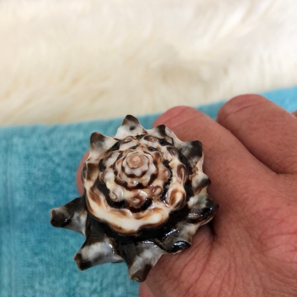 Shell Ring - Picture 6 of 7